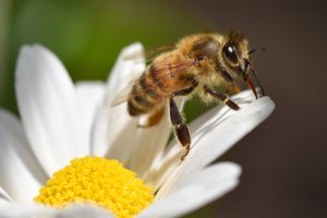 A honey bee sits on the petal of a daisy