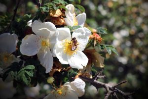 white flower with a honey bee getting pollen