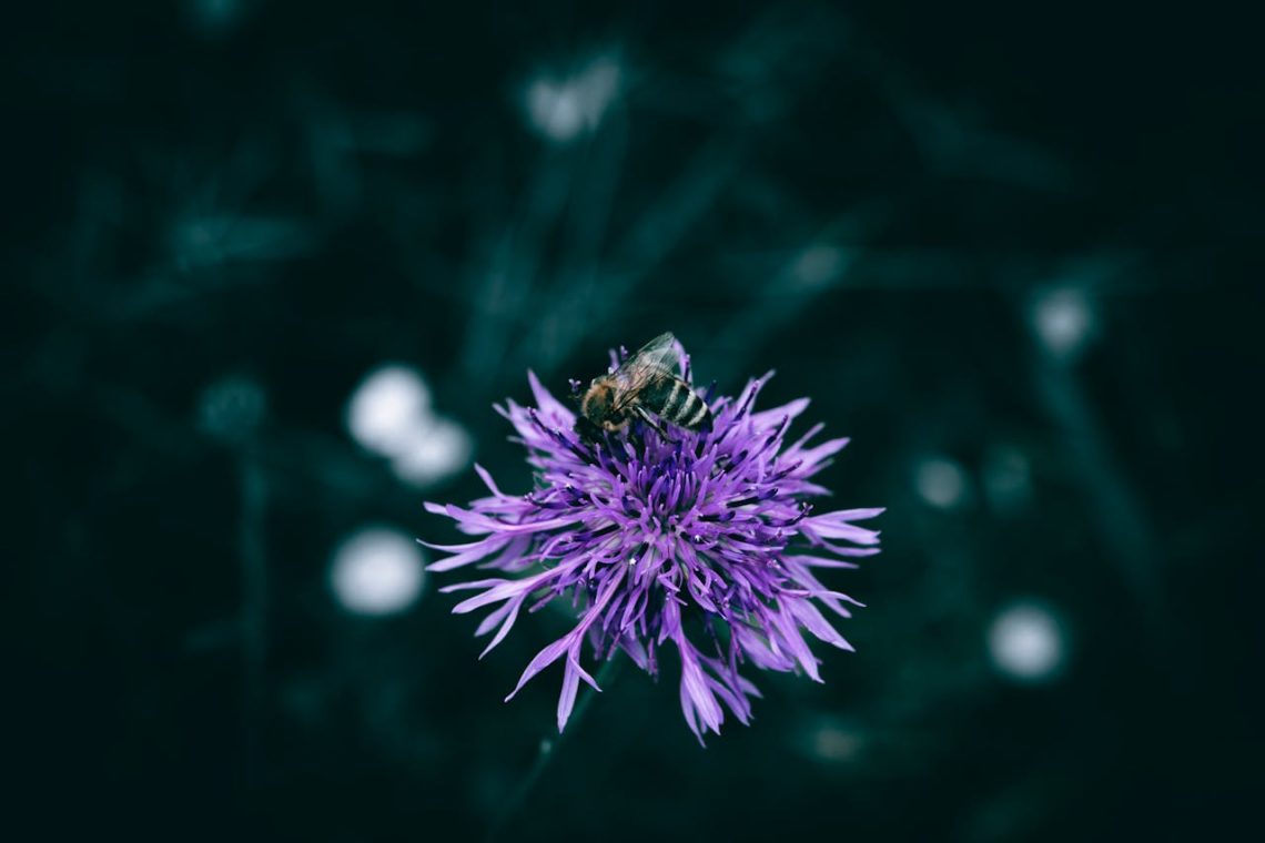 honey bee on a purple flower