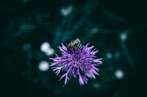 honey bee on a purple flower