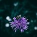 honey bee on a purple flower