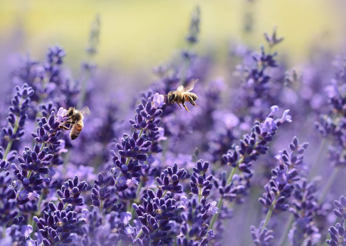 Two bees flying near purple flowers