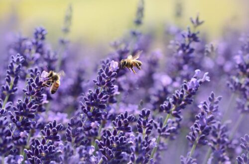 Two bees flying near purple flowers