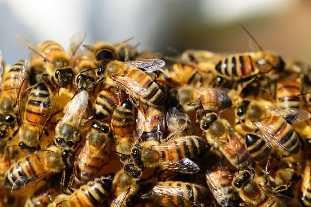 A bunch of honey bees working on their honey comb.