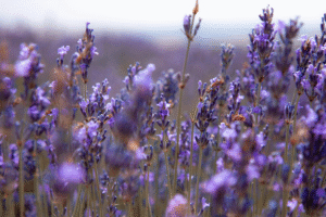 purple flowers in a field