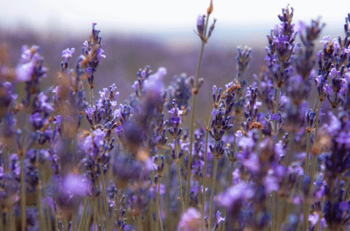 purple flowers in a field