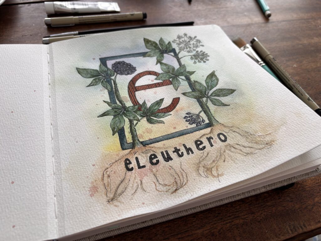 Eleuthero watercolor painting