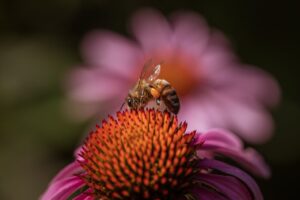 Honey Bee on Echinacea Flower