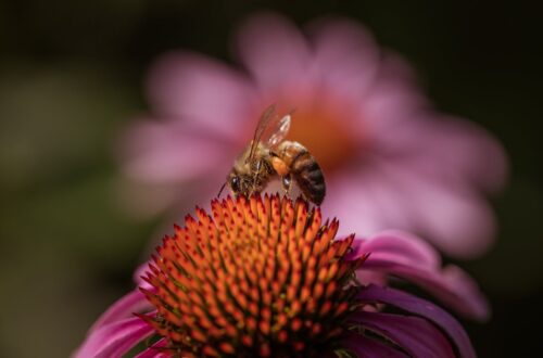 Honey Bee on Echinacea Flower