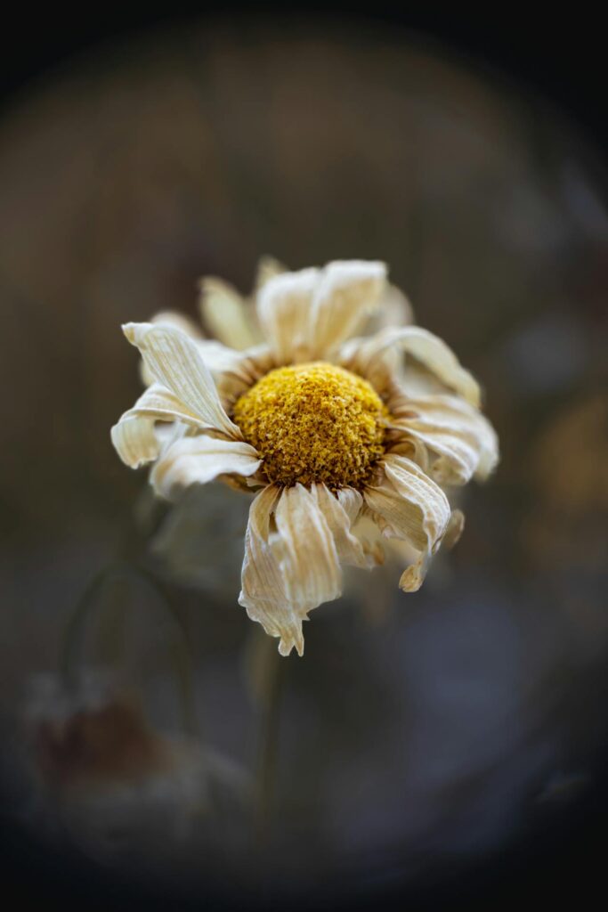 Studying Job; wilted flower