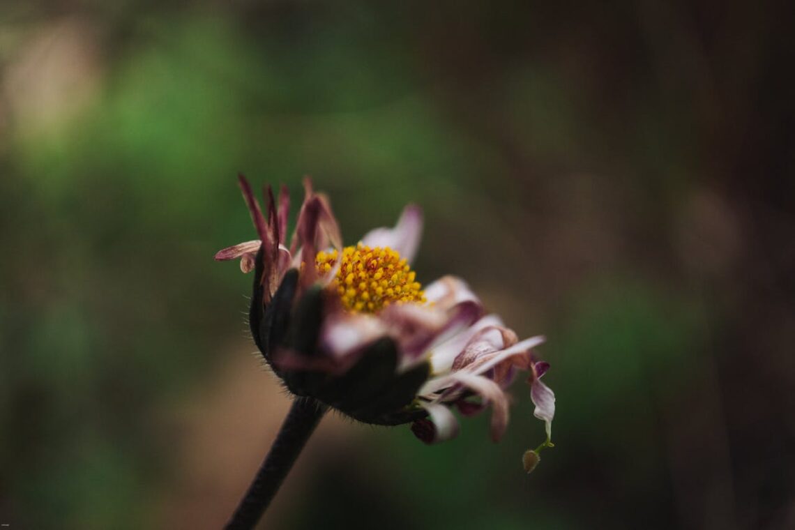 wilted flower, study of job