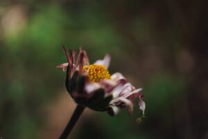 wilted flower, study of job