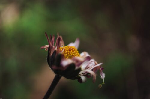 wilted flower, study of job