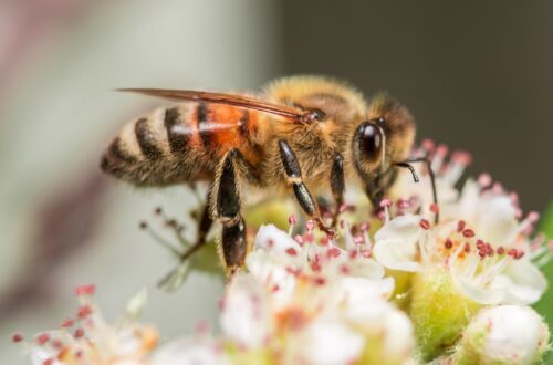 my journey into beekeeping