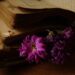moody photo of book and flowers