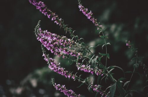 purple flowers