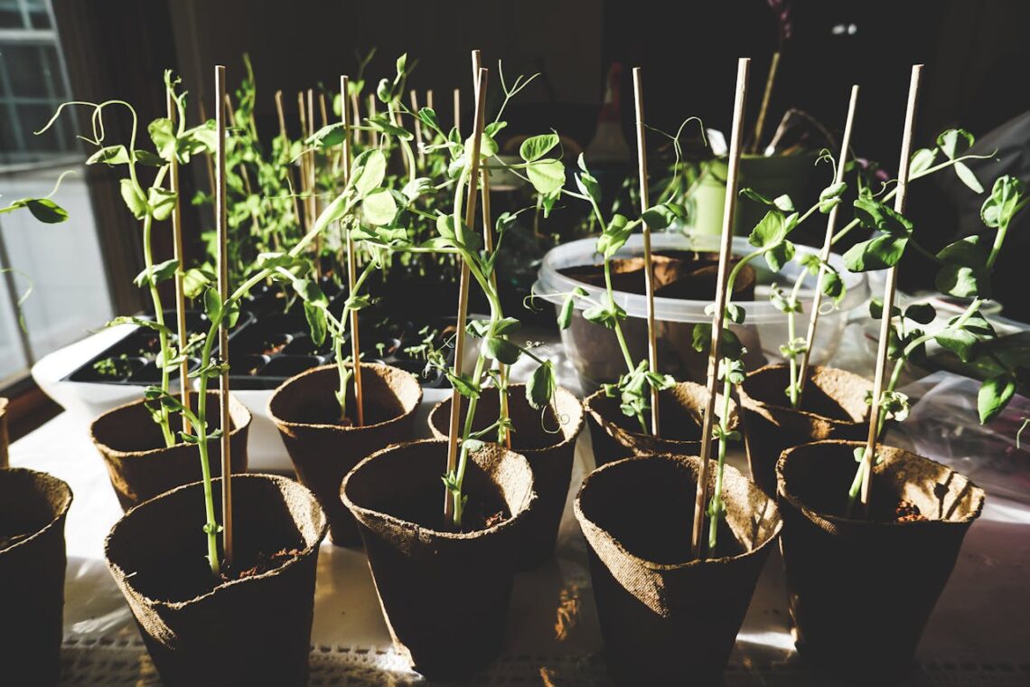seedlings in peat pots